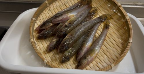 ハゼの釣果