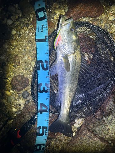 シーバスの釣果