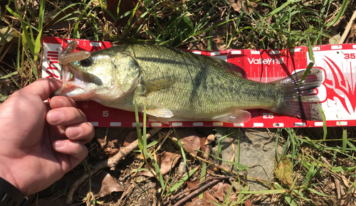 ブラックバスの釣果