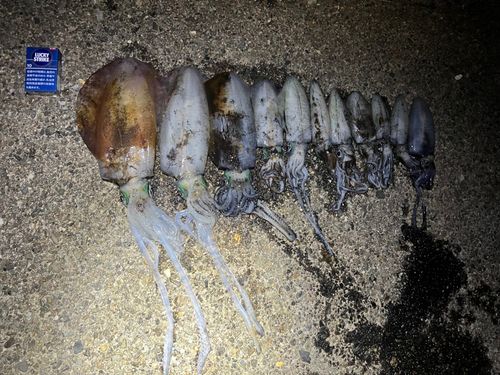 波松海岸