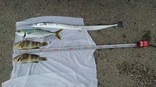 アオハタの釣果