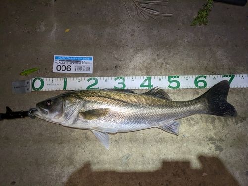 シーバスの釣果