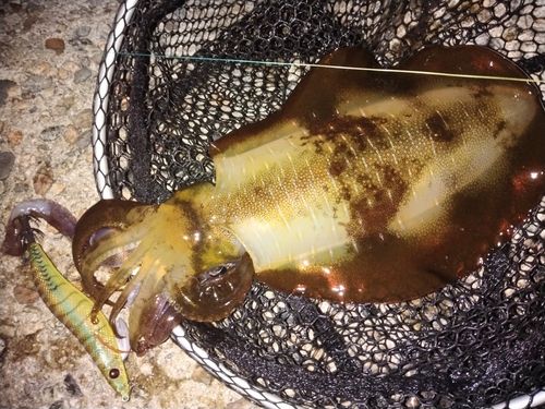 アオリイカの釣果