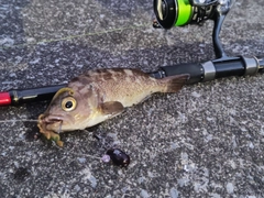 エゾメバルの釣果