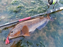 アイナメの釣果