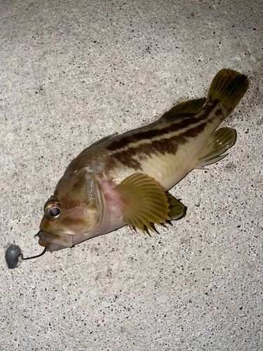 シマソイの釣果