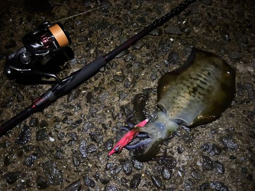アオリイカの釣果