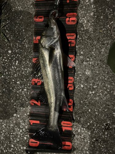 セイゴ（マルスズキ）の釣果