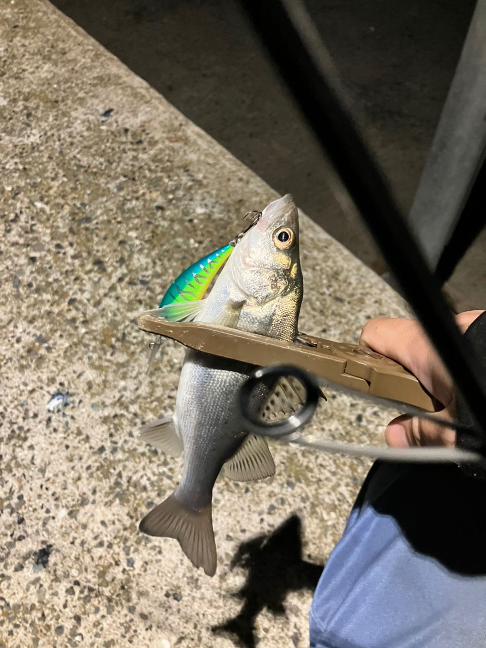 セイゴ（タイリクスズキ）