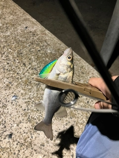セイゴ(タイリクスズキ)の釣果