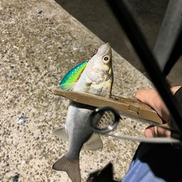 セイゴ(タイリクスズキ)