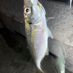 アジ