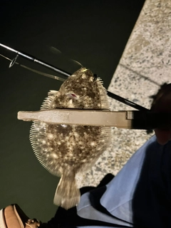 ヒラメの釣果