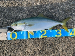 ハマチの釣果