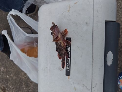 カサゴの釣果