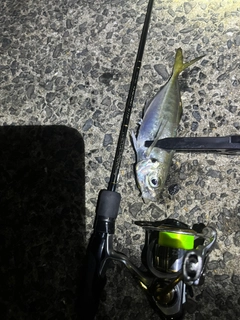 マアジの釣果