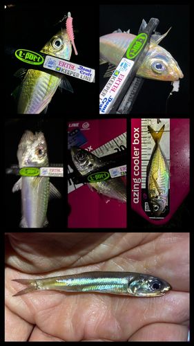 アジの釣果