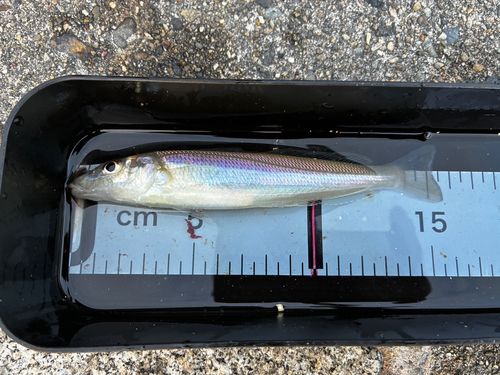 シロギスの釣果