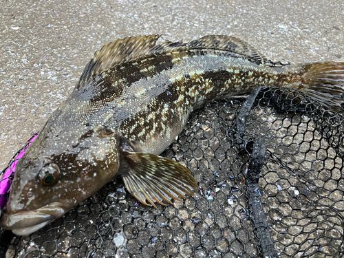 アイナメの釣果