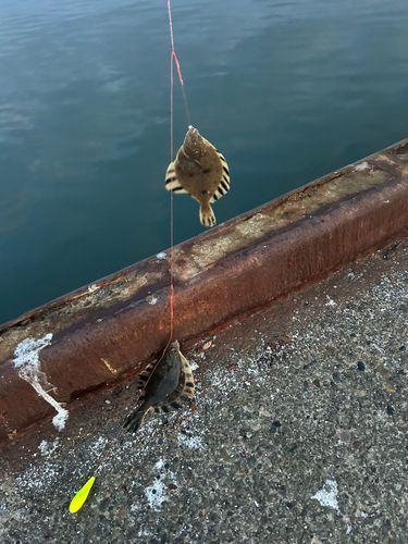 カレイの釣果