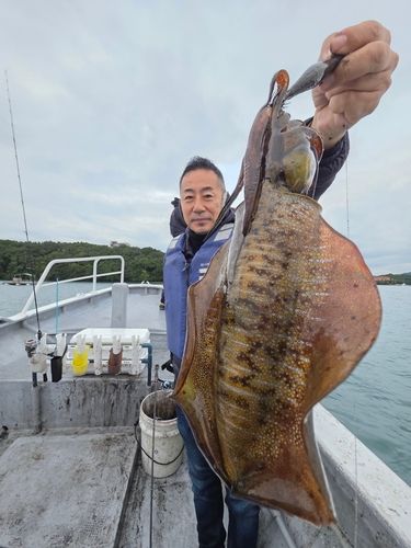 アオリイカの釣果