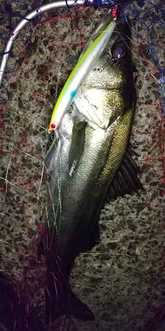 シーバスの釣果