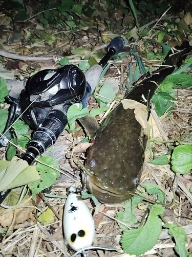 ナマズの釣果