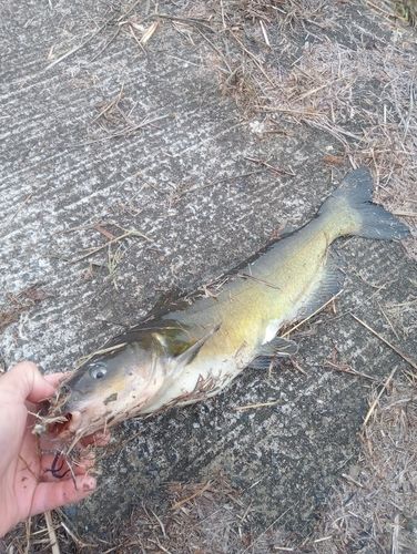 アメリカナマズの釣果