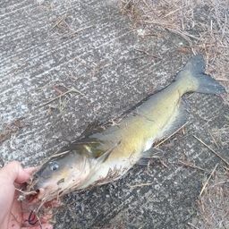 アメリカナマズ