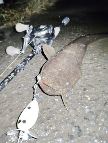 ナマズの釣果