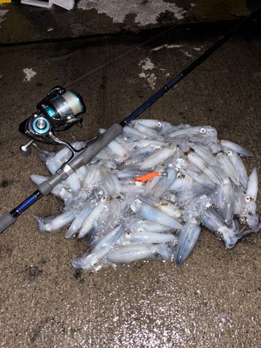 マメイカの釣果