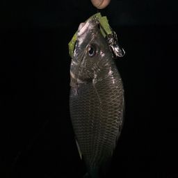 チヌ