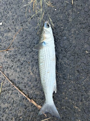 ボラの釣果