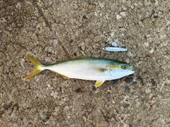 ワカシの釣果