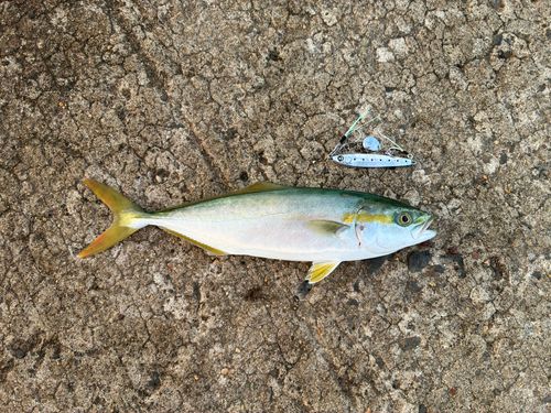 ワカシの釣果