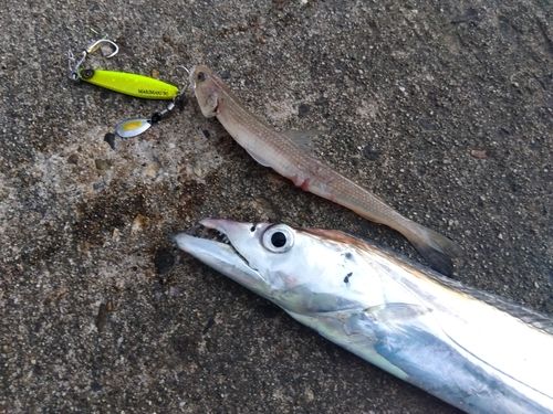 タチウオの釣果