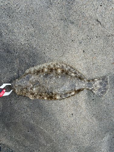 ソゲの釣果
