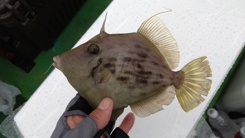 カワハギの釣果