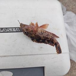 カサゴ