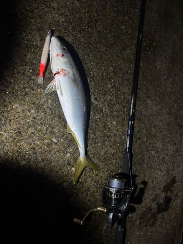 ワカシの釣果