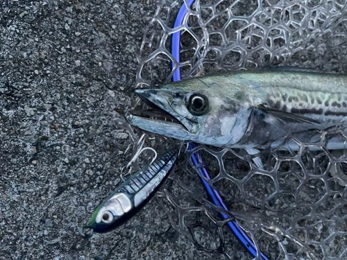 サゴシの釣果