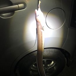 アナゴ