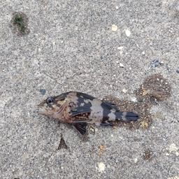 カサゴ