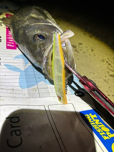 シーバスの釣果