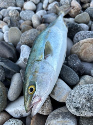 ツバイソの釣果