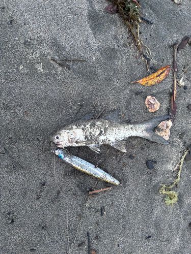 ツバメコノシロの釣果