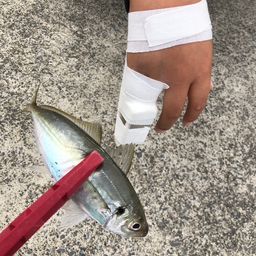 アジ