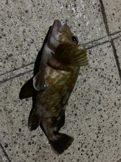 ガシラの釣果