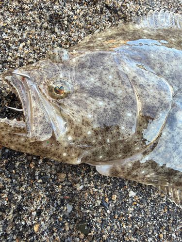 ヒラメの釣果