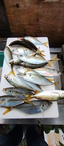 アジの釣果